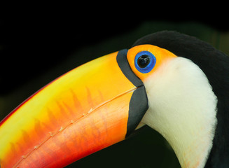 colorful toucan on black background