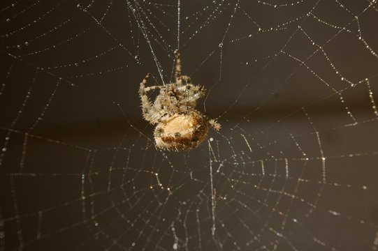 Wolf Spider On Her Web