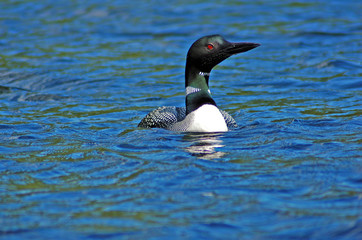 Immer gavia (Common loon)