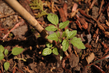 tomatoe plant