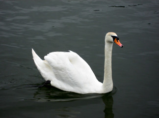 cygne