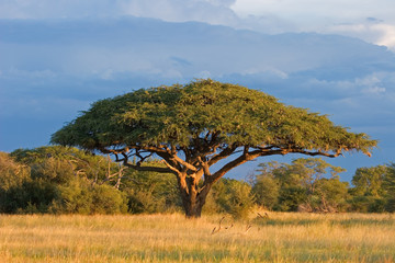 Obraz premium Afrykańskie drzewo akacjowe, Park Narodowy Hwange, Zimbabwe