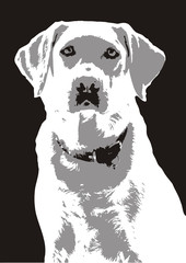 3-color vector image of labrador retriever
