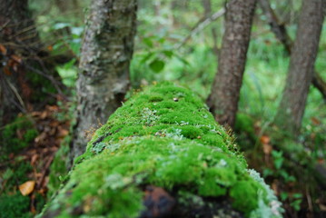 Obraz premium Wood (forest) 