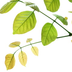 Leaves