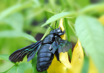 Bee and flowers in the gardens 