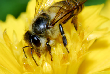 Bee and flowers in the gardens 