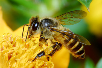 Bee and flowers in the gardens 
