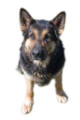 German shepherd