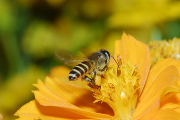 Bee and flowers in the gardens 