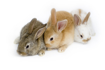 Cute rabbit family