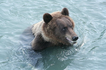 badender grizzly