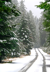 Fir trees by the snowy road with car tracks