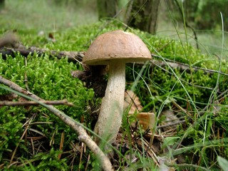 Mushroom