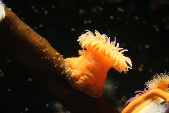 anemone