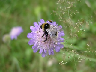 INSECT