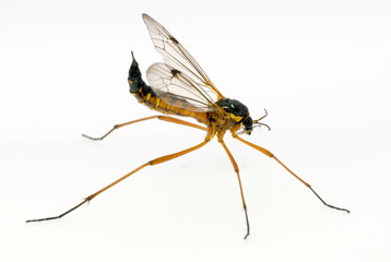 biology isolated