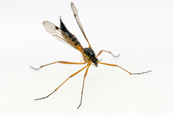 biology isolated