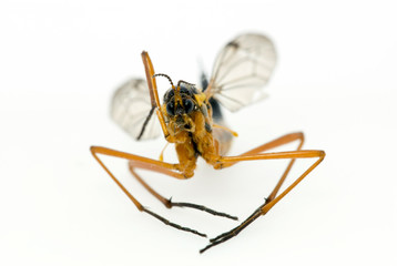 biology isolated