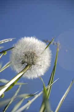 Fototapeta pusteblume