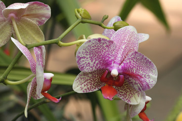 Flower garden - Phalaenopsis orchid