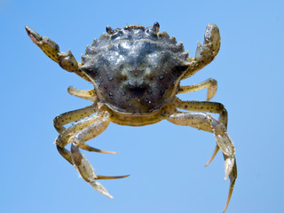 crab