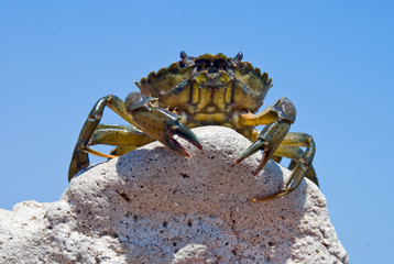 crab