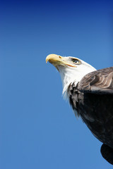 American eagle