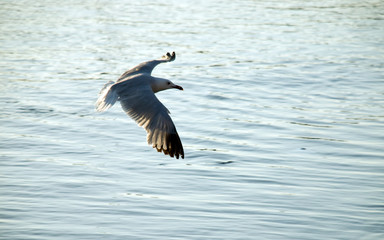 gull