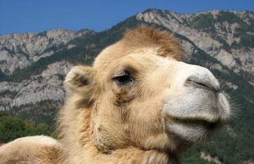 Fototapeta premium Proud camel