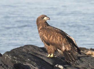Young White tailed Eagle.