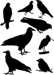 Silhouettes of different birds