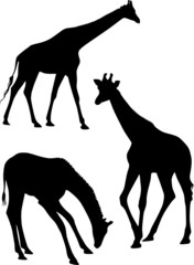 Silhouettes of giraffe