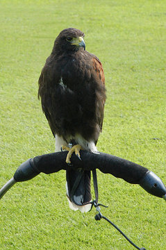 Harris Hawk