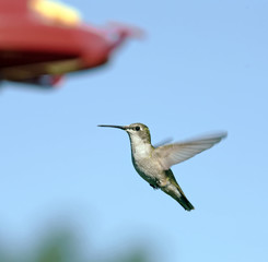 Female Ruby-Throated Hummingbird approaching feeder