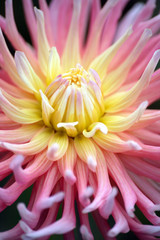 Dahlia