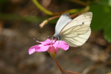 Papillon blanc : piéride du chou