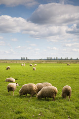 Hurd of sheep in the field under blue cloudy sky