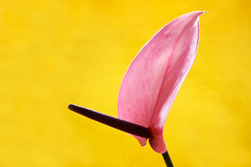 Flor malva © Moremi