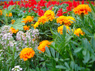 yaellow red flowers