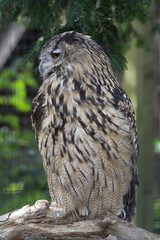 European Eagle Owl