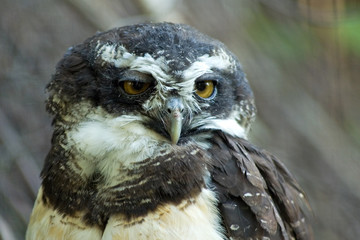 spectacled owl 