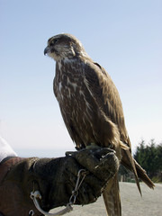 Falke