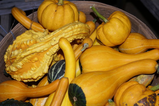 assorted gourds - Powered by Adobe