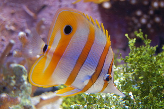 exotisme aquatique