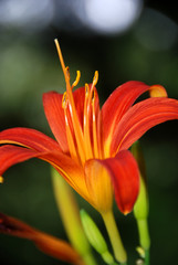 orange lily