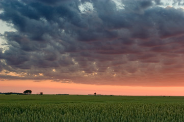 Wheat field sunset