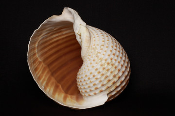 sea shell