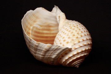 sea shell