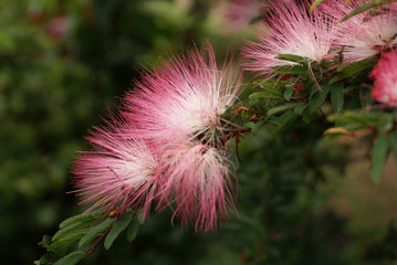 Flowers on the branch